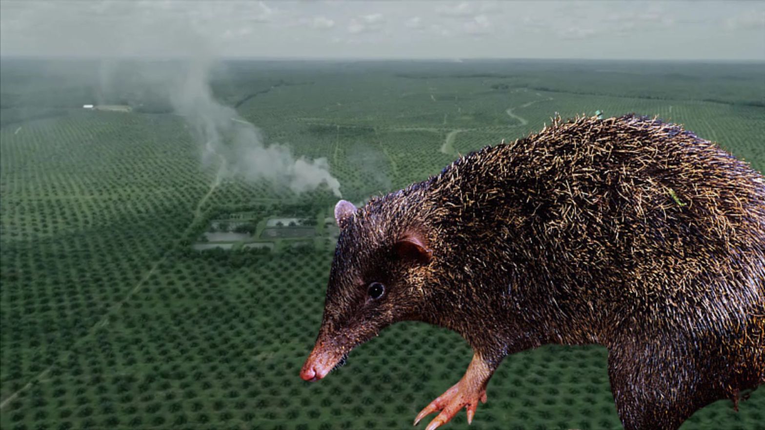 David's Echymipera Echymipera davidi