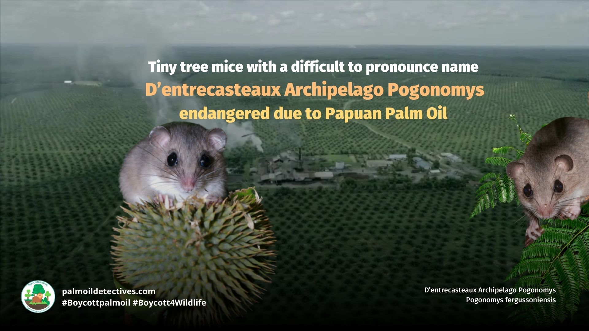 D’entrecasteaux Archipelago Pogonomys Pogonomys fergussoniensis