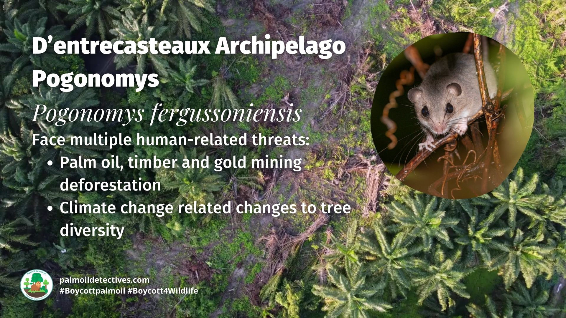 D’entrecasteaux Archipelago Pogonomys Pogonomys fergussoniensis threats