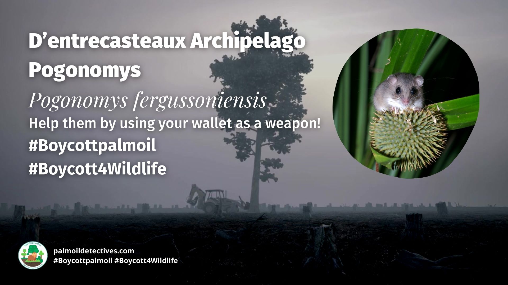 D’entrecasteaux Archipelago Pogonomys Pogonomys fergussoniensis boycott palm oil