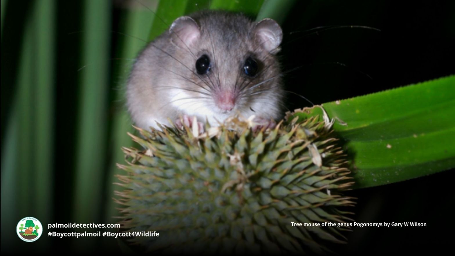 D’entrecasteaux Archipelago Pogonomys Pogonomys fergussoniensis