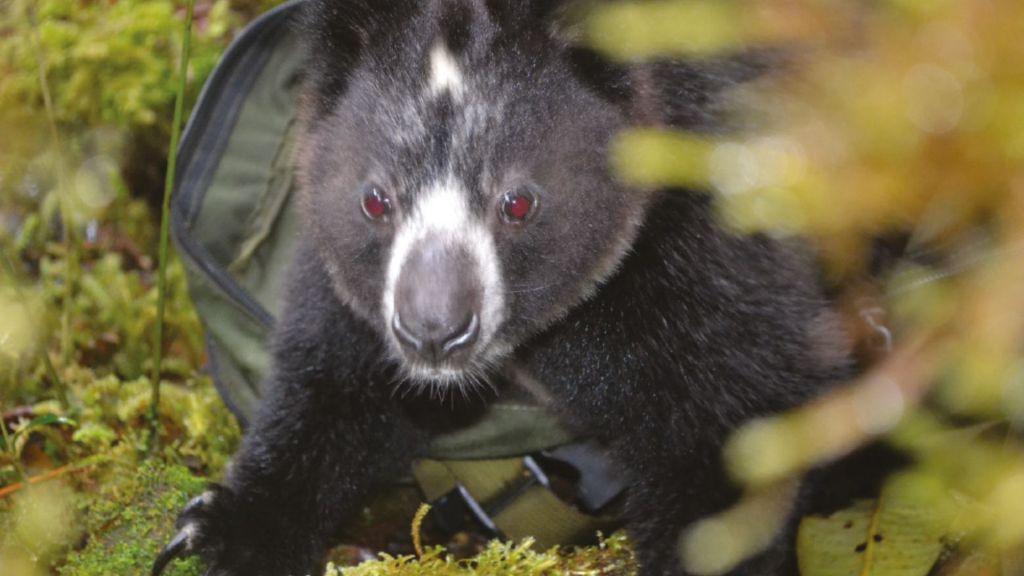 Dingiso Dendrolagus mbaiso
