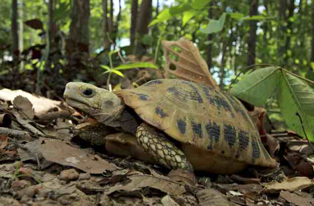 Elongated Tortoise Indotestudo elongata