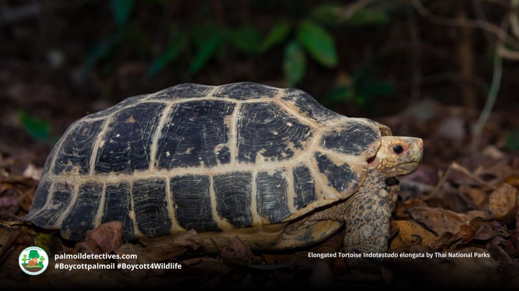 Elongated Tortoise Indotestudo elongata