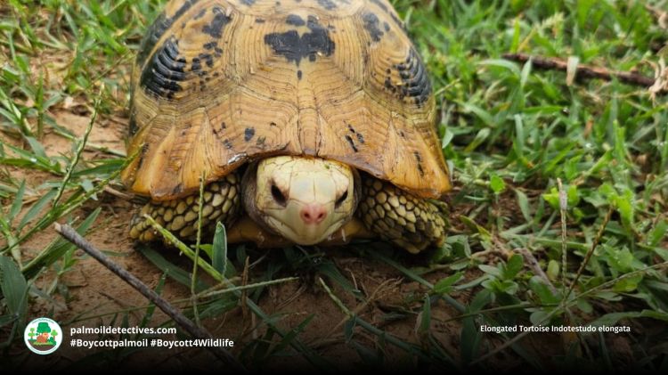 Elongated Tortoise Indotestudo elongata