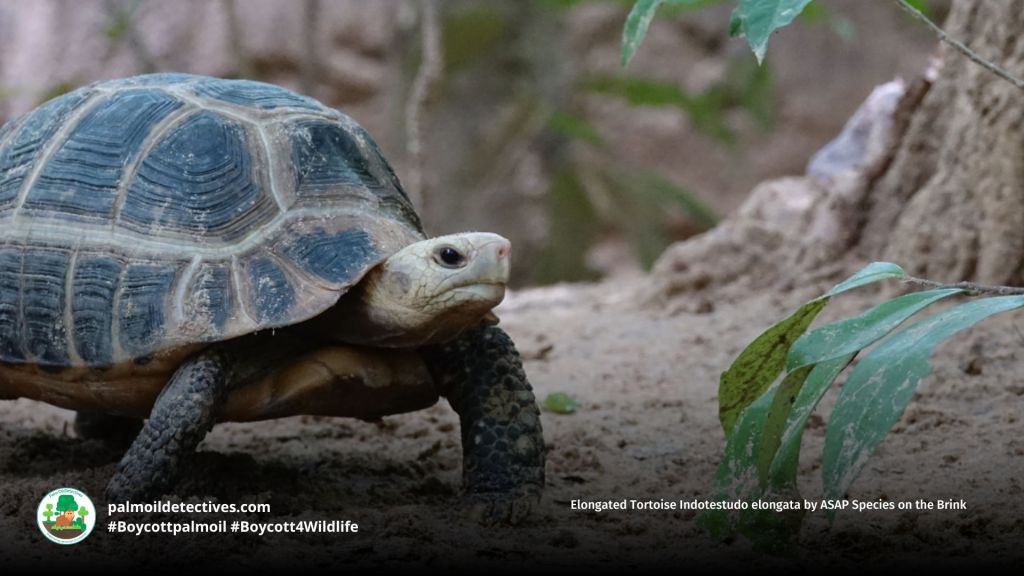 Elongated Tortoise Indotestudo elongata