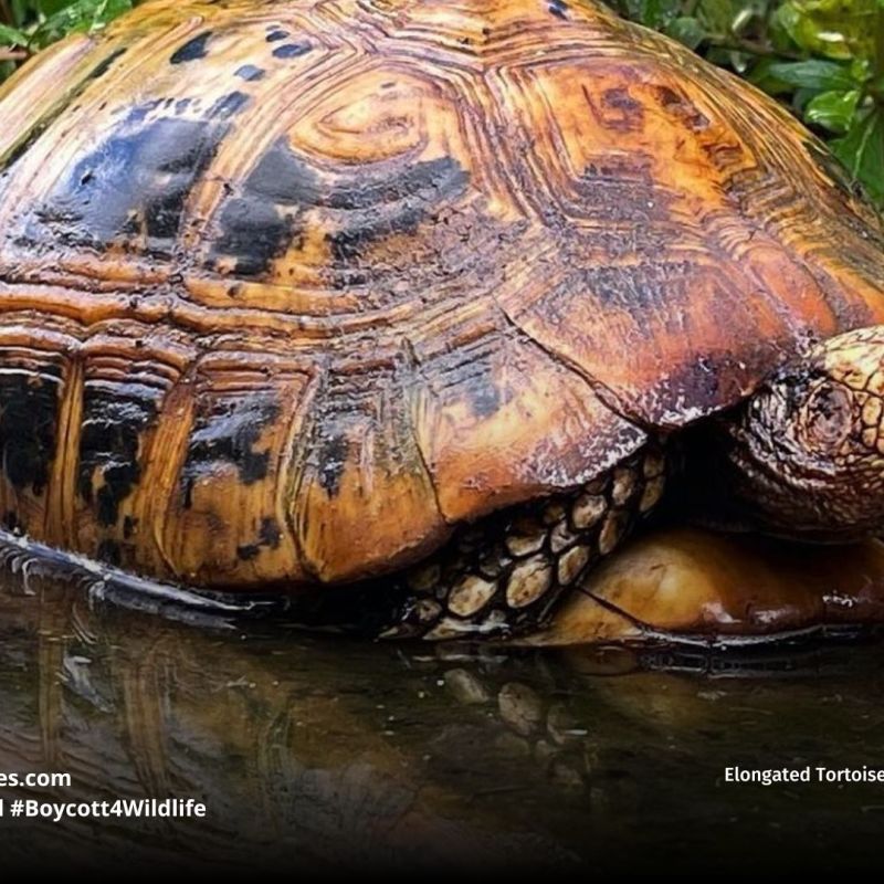 Elongated Tortoise Indotestudo&nbsp;elongata