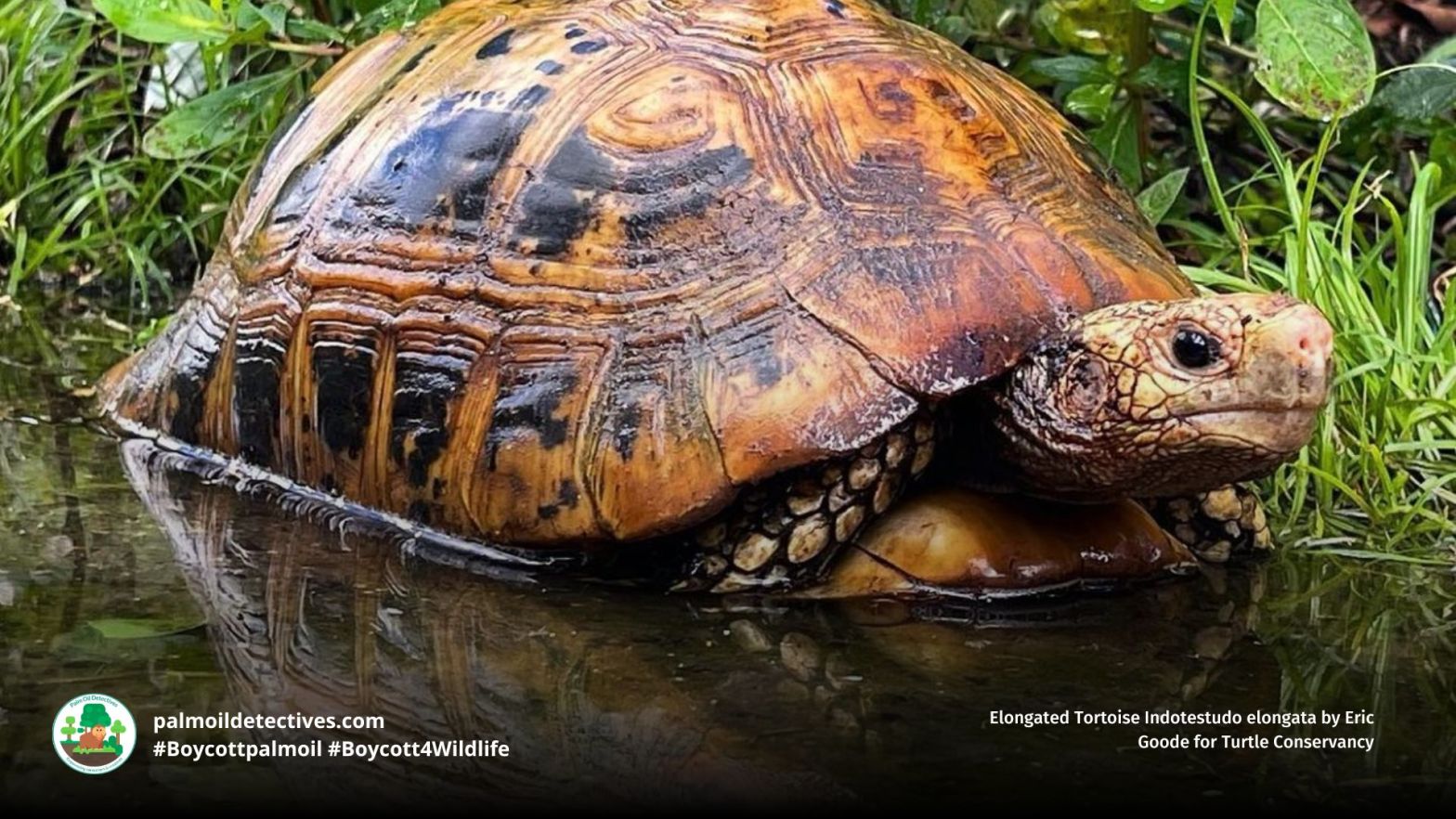 Elongated Tortoise Indotestudo elongata