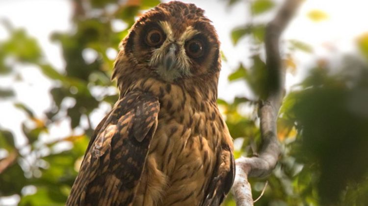Fearful Owl Nesasio solomonensis