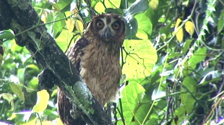 Fearful Owl Nesasio solomonensis