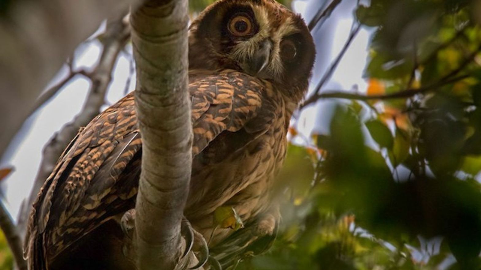 Fearful Owl Nesasio solomonensis