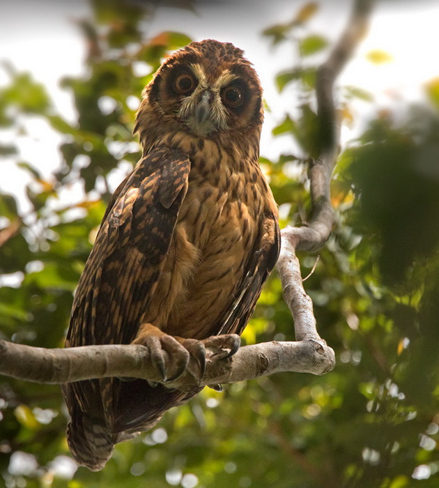 Fearful Owl Nesasio solomonensis
