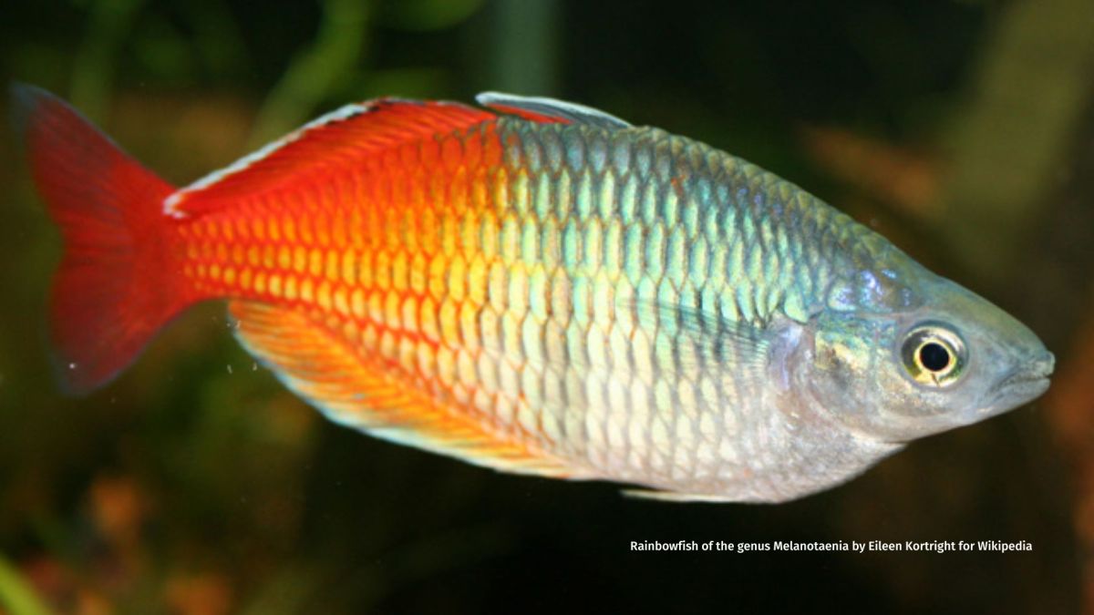 Forest Rainbowfish Melanotaenia&nbsp;sylvatica