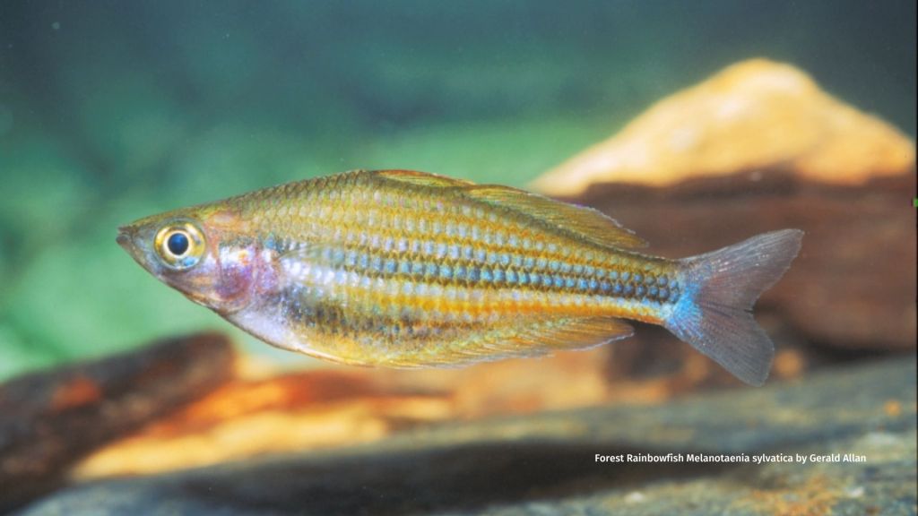 Forest Rainbowfish Melanotaenia sylvatica