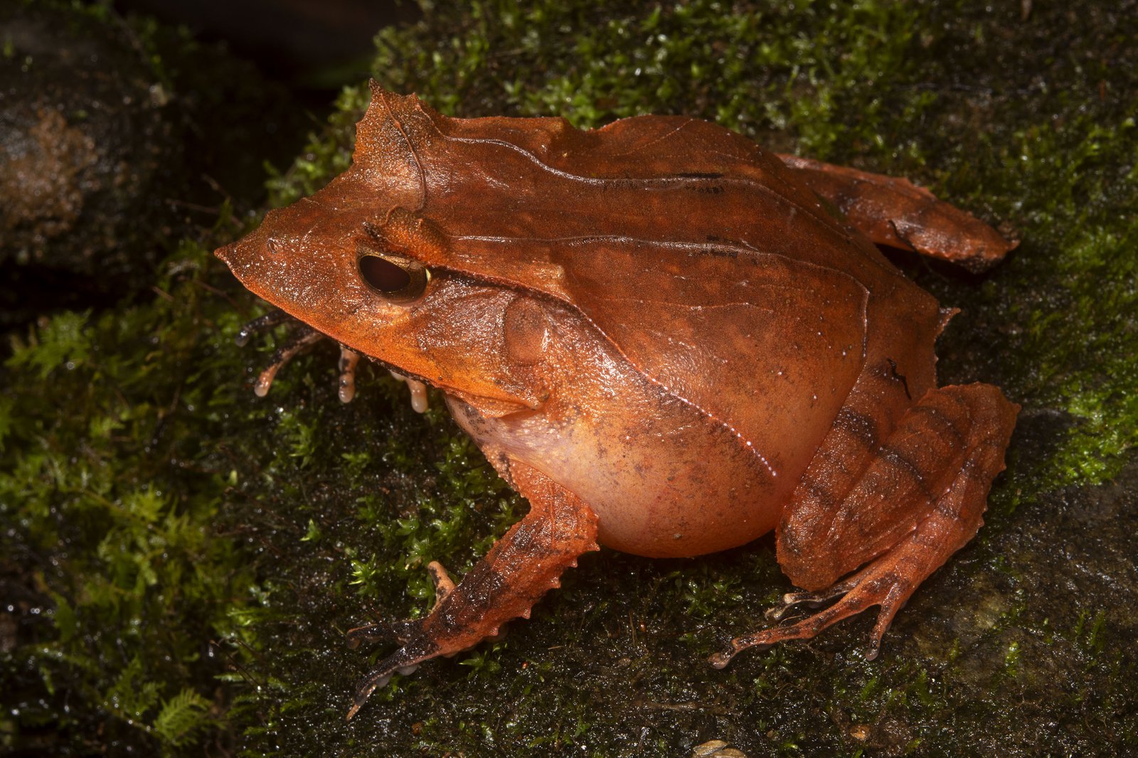 Tiny Sticky-toed Frog Cornufer minutus