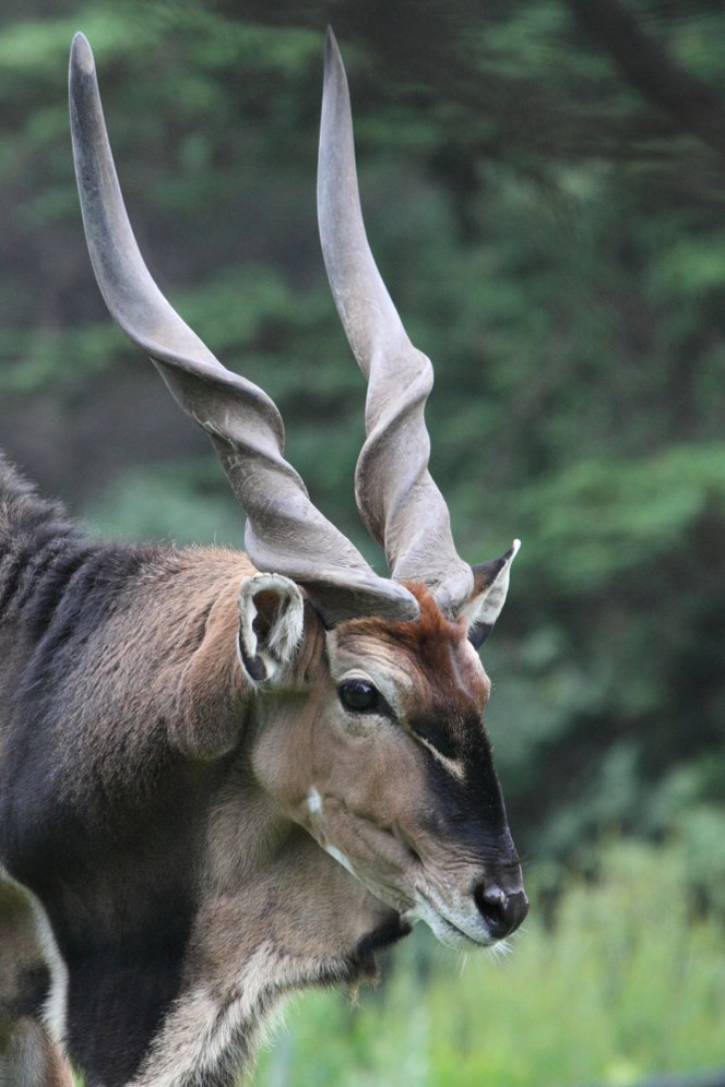 Giant Eland Tragelaphus derbianus