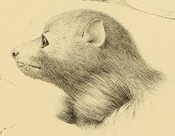 Gilliards Flying Fox Pteropus gilliardorum