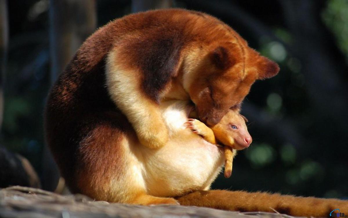 Golden-mantled Tree Kangaroo Dendrolagus&nbsp;pulcherrimus