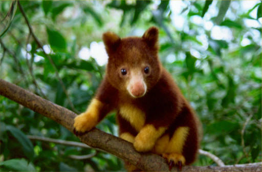 Golden-mantled Tree Kangaroo Dendrolagus pulcherrimus