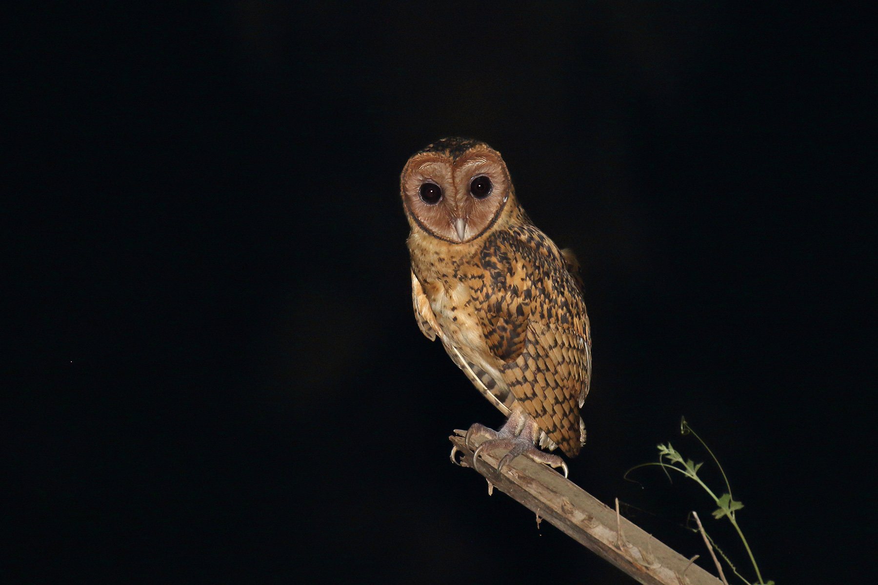 Golden Masked-owl Tyto aurantia