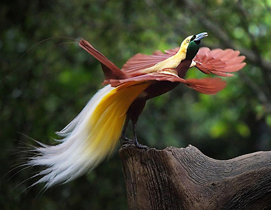 Goldie’s Bird-of-paradise Paradisaea decora