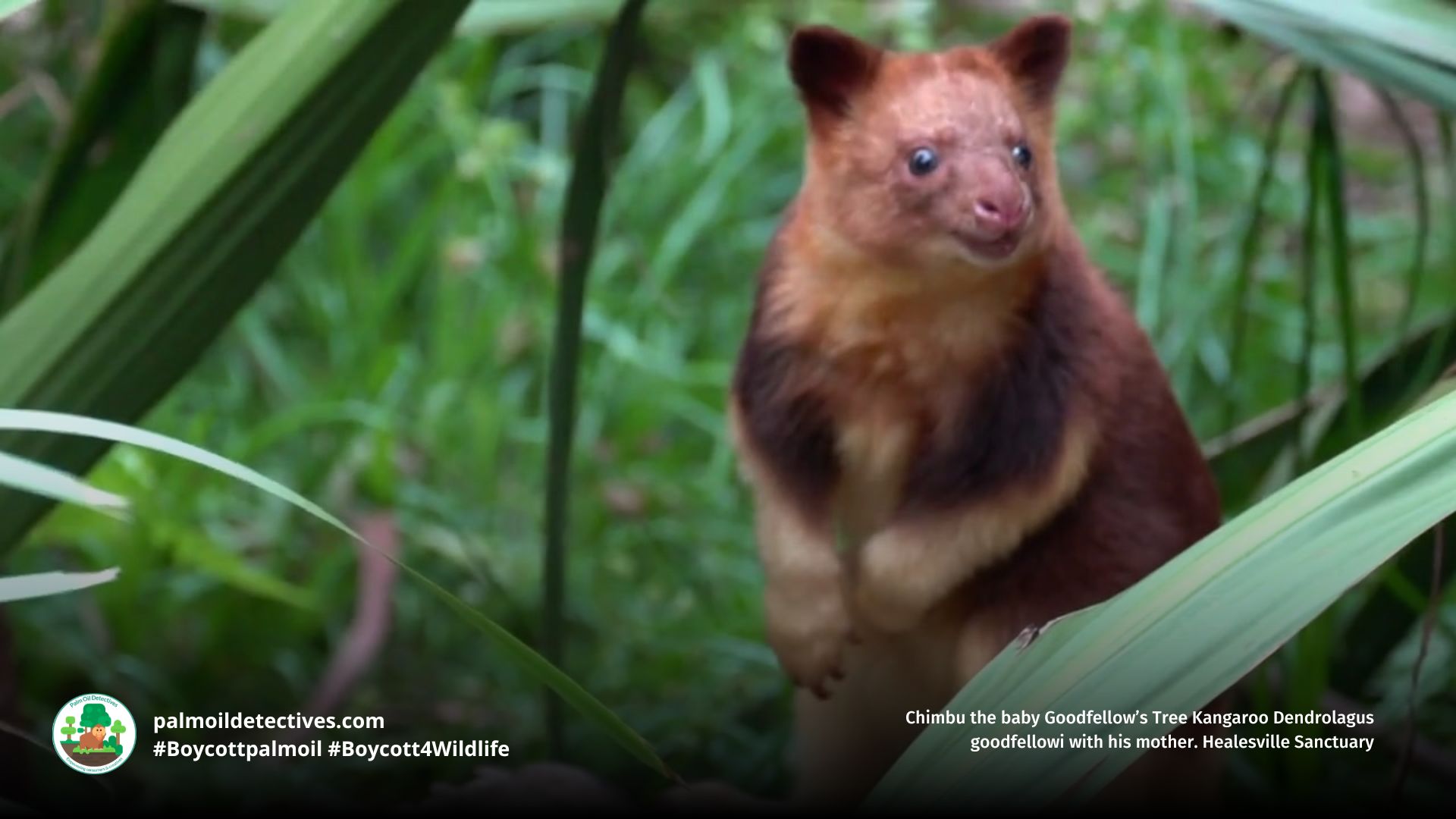 Goodfellow's Tree Kangaroo Dendrolagus goodfellowi