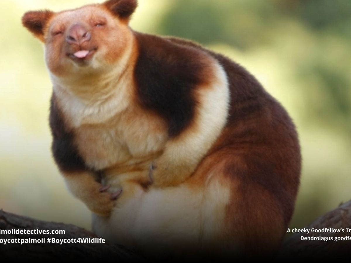 Goodfellow’s Tree Kangaroo Dendrolagus&nbsp;goodfellowi