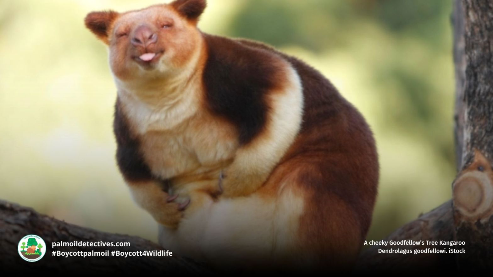 Goodfellow's Tree Kangaroo Dendrolagus goodfellowi