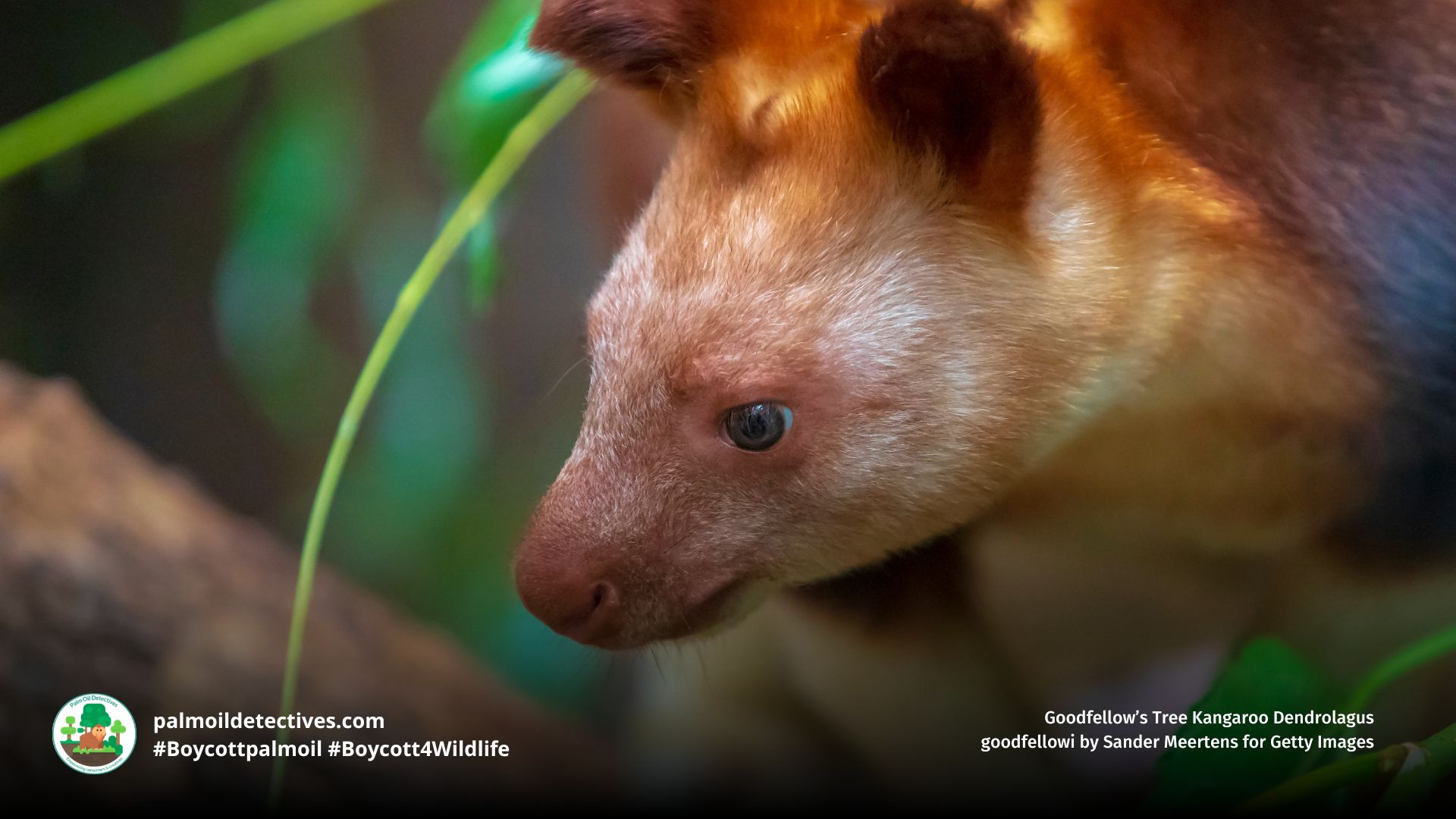 Goodfellow's Tree Kangaroo Dendrolagus goodfellowi