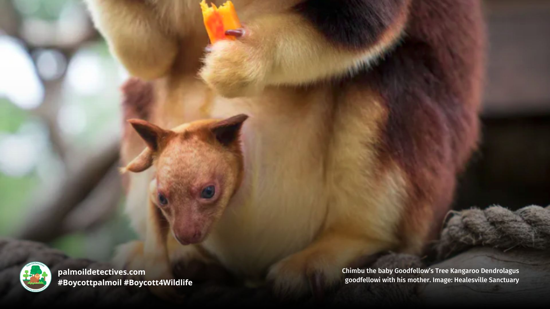 Goodfellow's Tree Kangaroo Dendrolagus goodfellowi