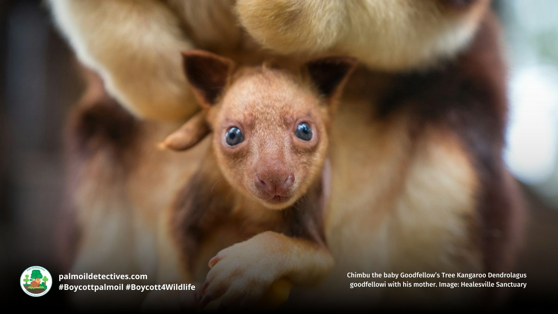 Goodfellow's Tree Kangaroo Dendrolagus goodfellowi