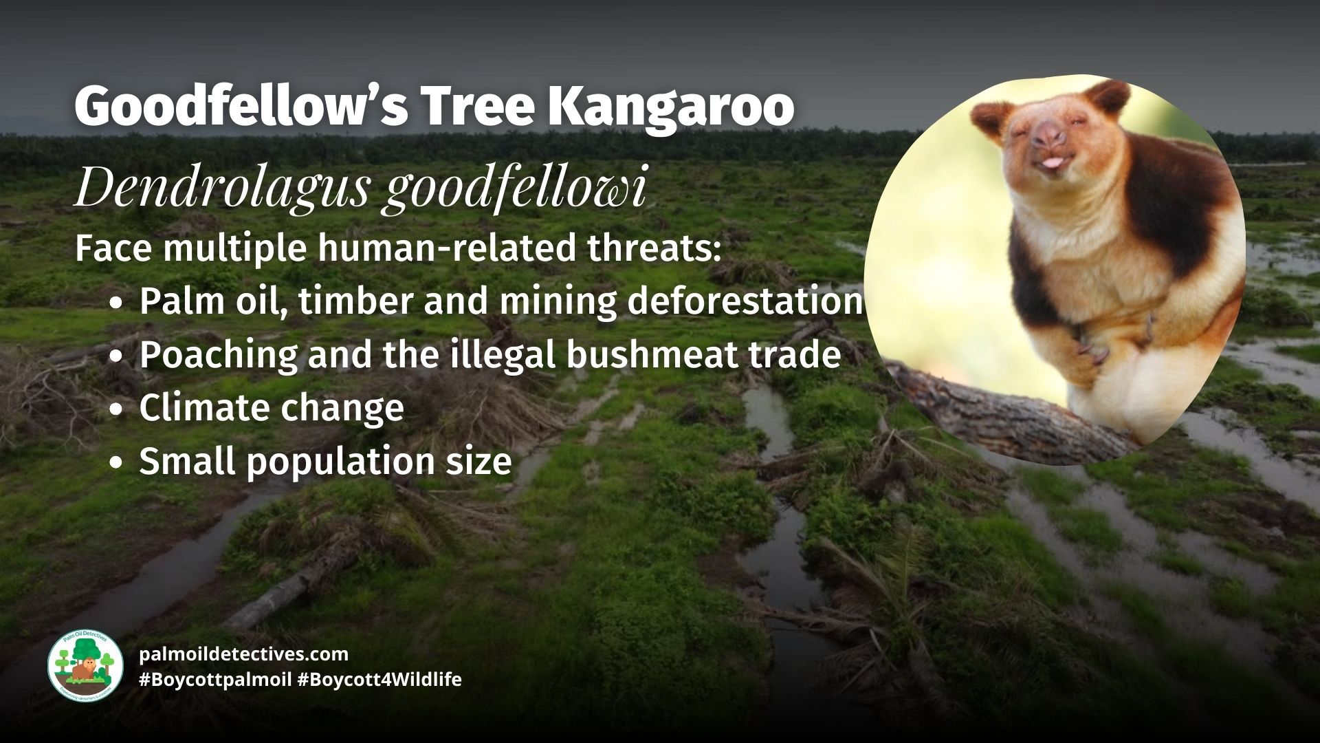 Goodfellow's Tree Kangaroo Dendrolagus goodfellowi threats