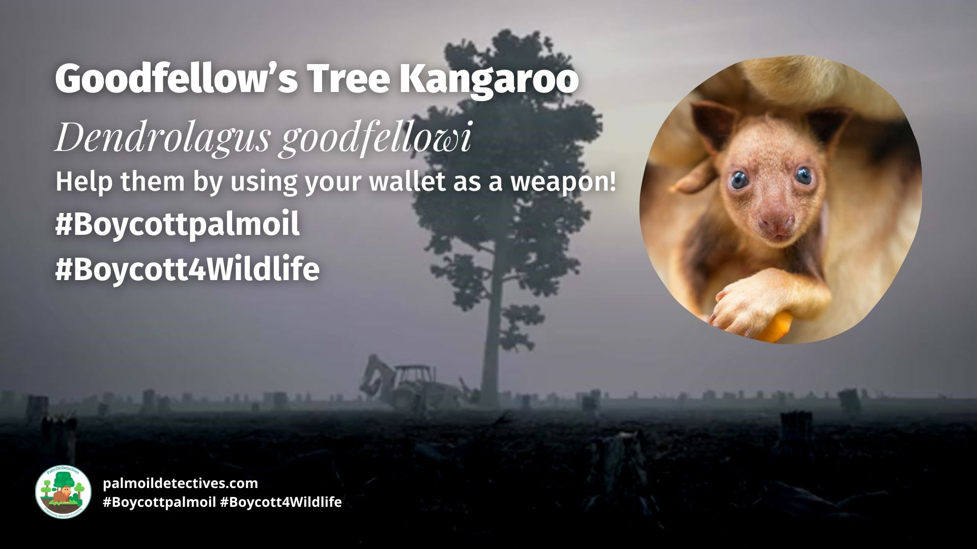 Goodfellow's Tree Kangaroo Dendrolagus goodfellowi