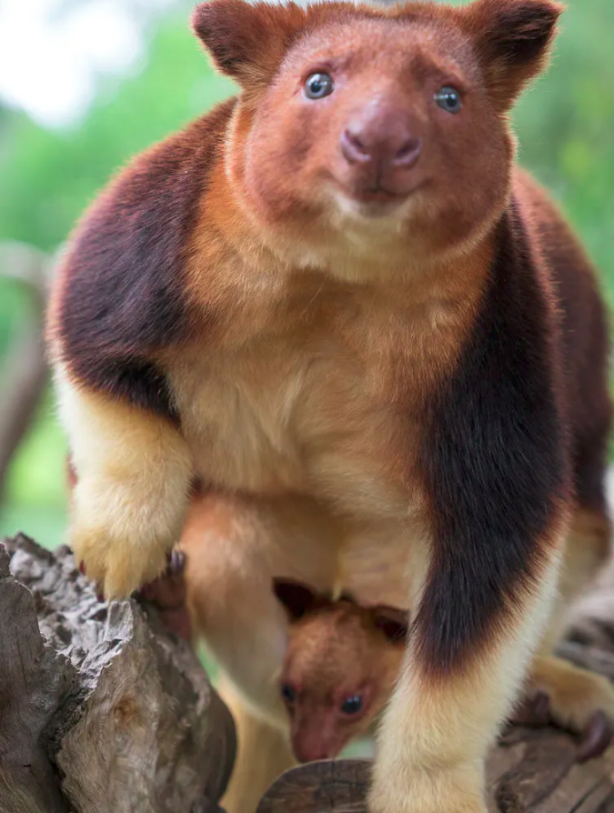 Goodfellow's Tree Kangaroo Dendrolagus goodfellowi 