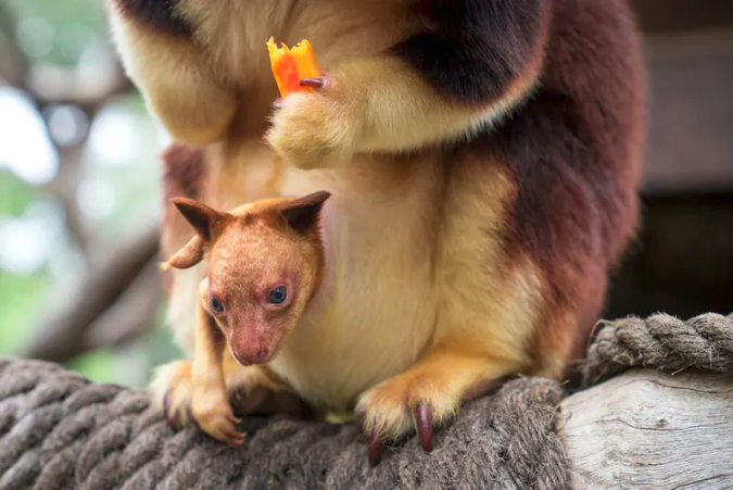 Goodfellow's Tree Kangaroo Dendrolagus goodfellowi 