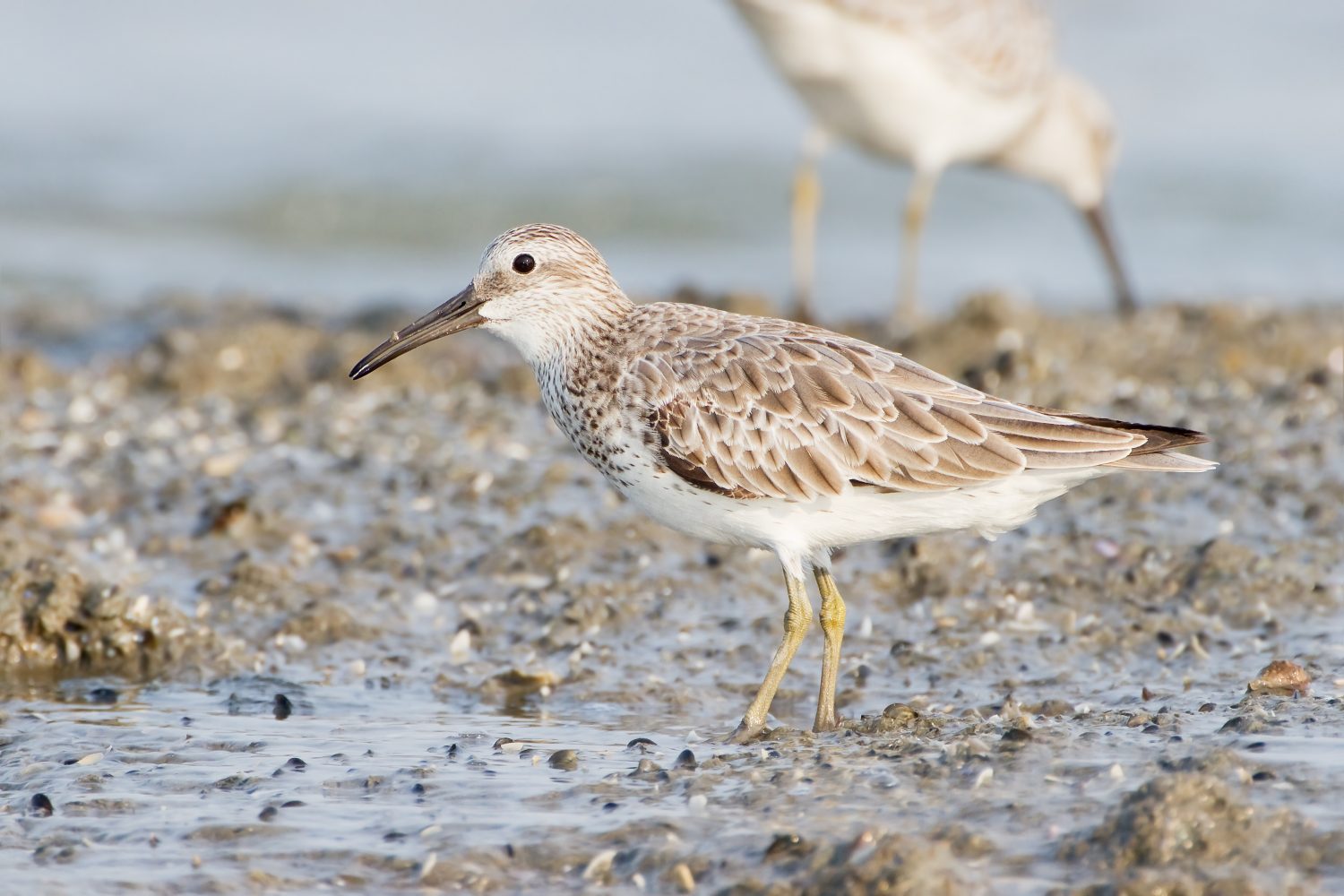 Great Knot Calidris tenuirostris