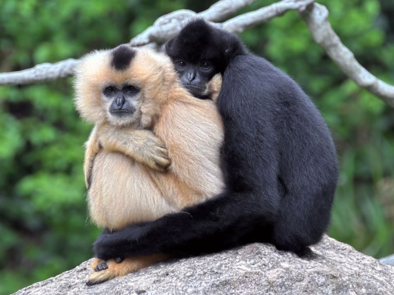 Hainan Gibbon Nomascus&nbsp;hainanus