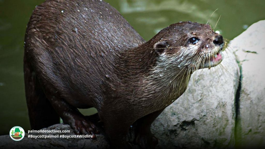 Hairy-nosed Otter Lutra sumatrana - Asia 1