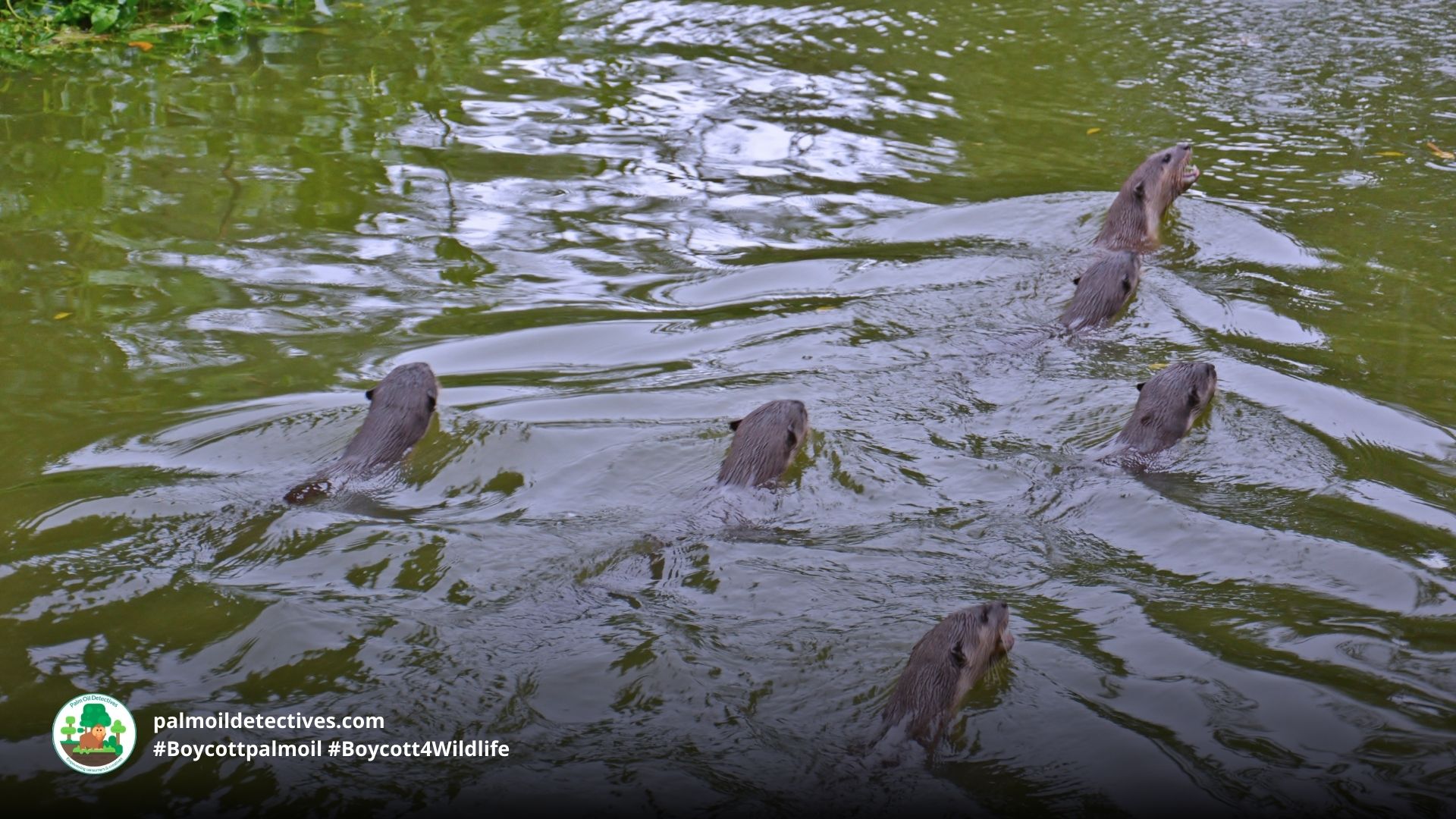 Hairy-nosed Otter Lutra sumatrana - Asia 2