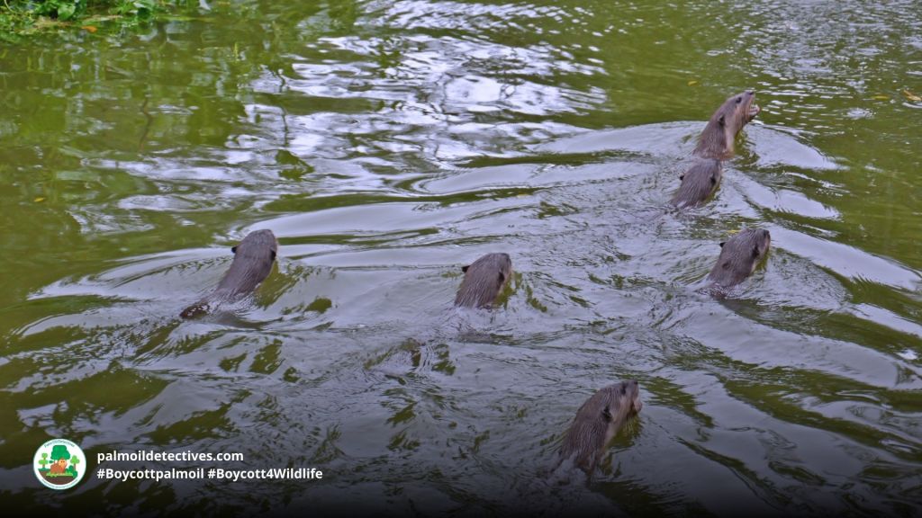 Hairy-nosed Otter Lutra sumatrana - Asia 2