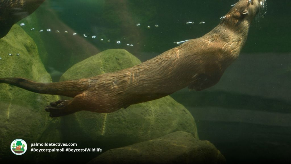 Hairy-nosed Otter Lutra sumatrana - Asia 3