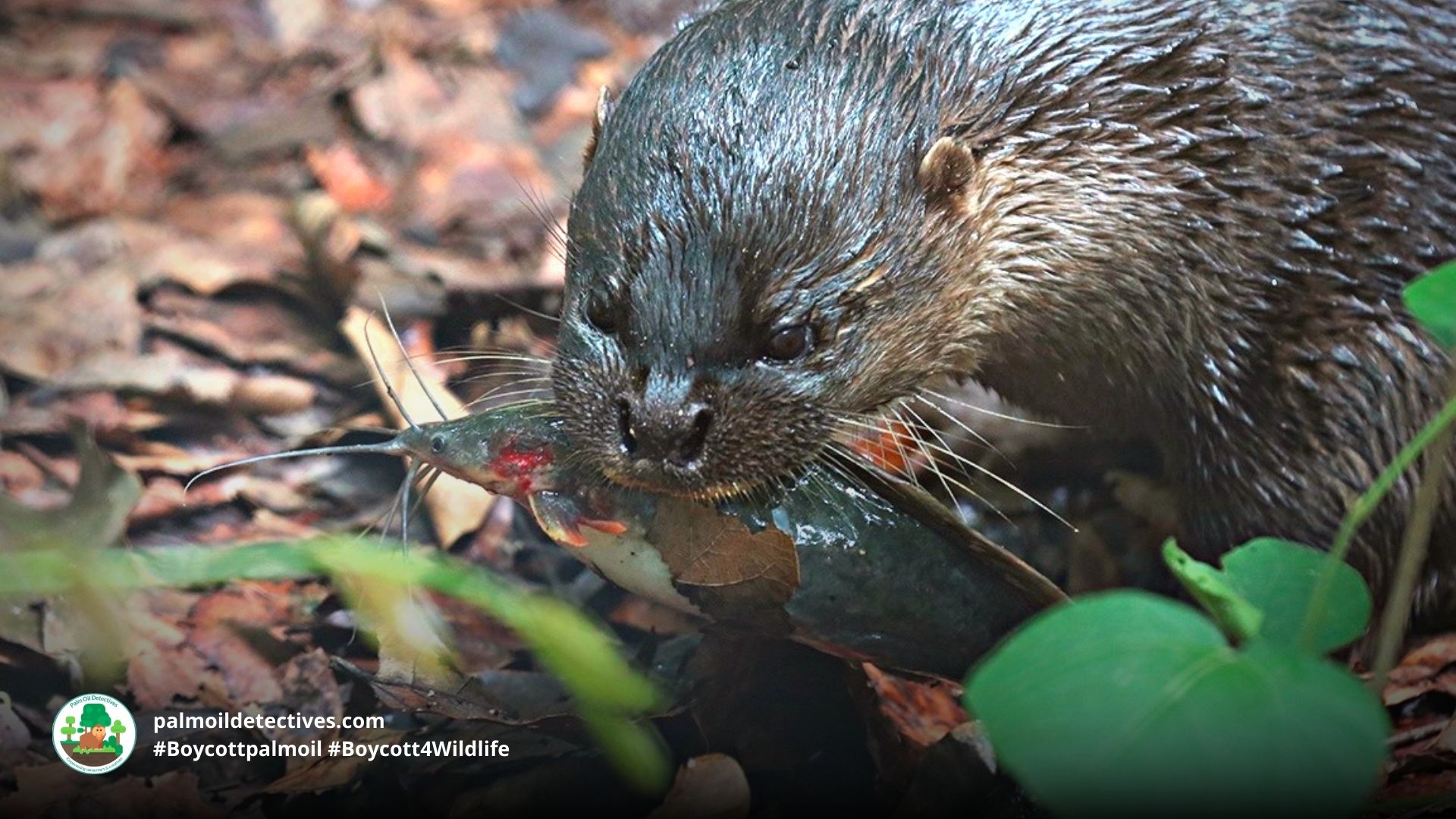 Hairy-nosed Otter Lutra sumatrana - Asia 6