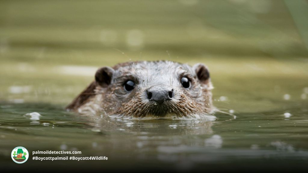 Hairy-nosed Otter Lutra sumatrana - Asia 7