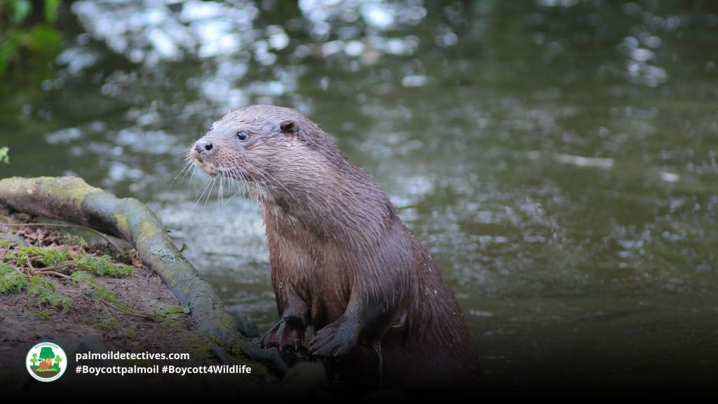 Hairy-nosed Otter Lutra sumatrana - Asia 8
