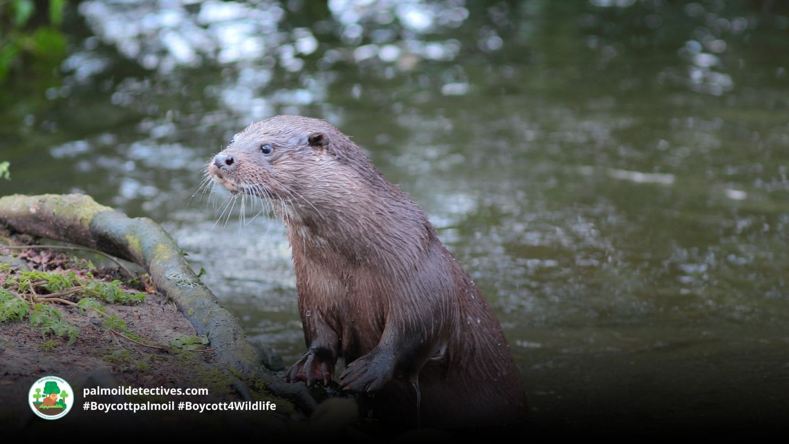 Hairy-nosed Otter Lutra sumatrana - Asia 8