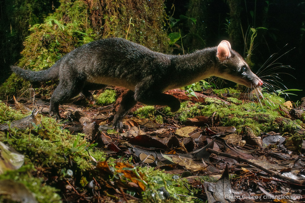 Hose's Palm Civet Diplogale hosei