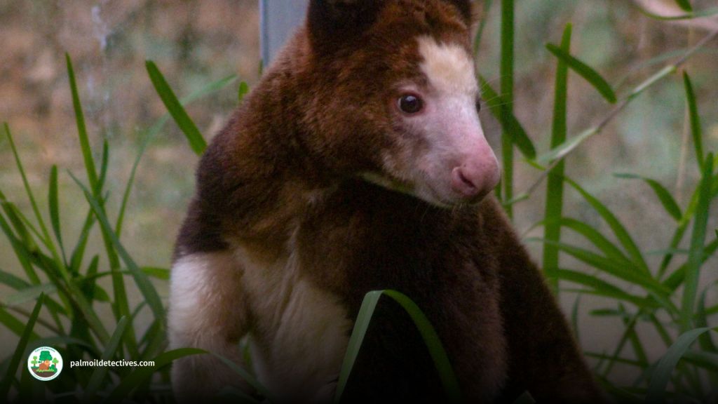 Huon Tree Kangaroo Dendrolagus matschiei - Papua New Guinea 1