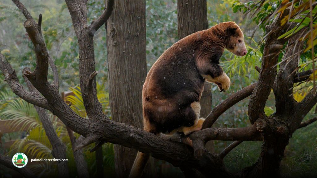 Huon Tree Kangaroo Dendrolagus matschiei - Papua New Guinea 2