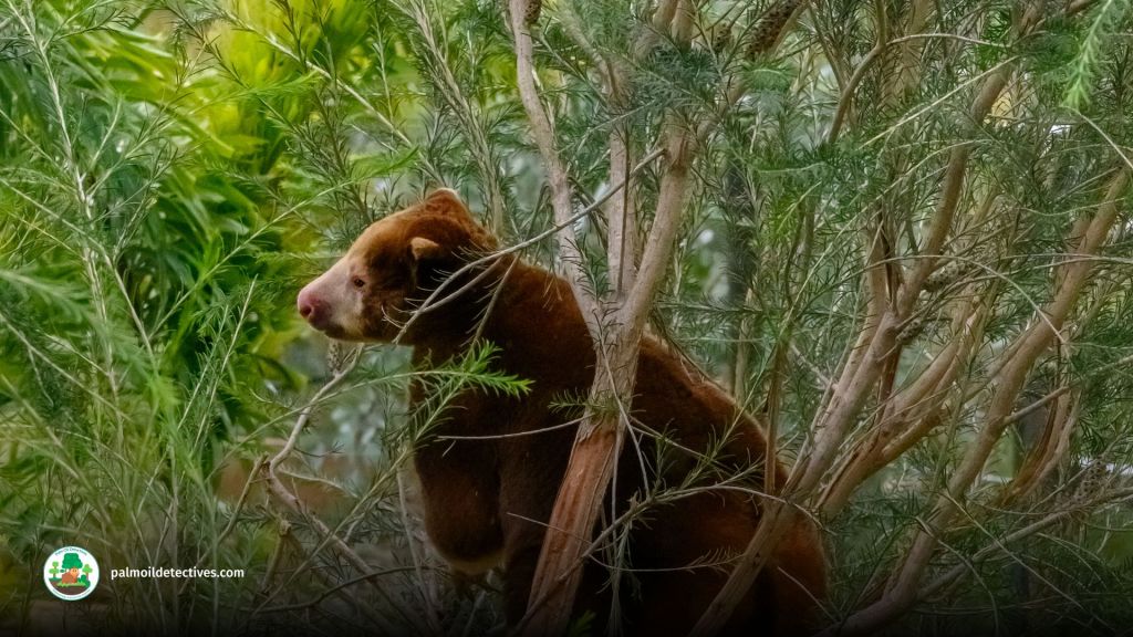 Huon Tree Kangaroo Dendrolagus matschiei - Papua New Guinea 4
