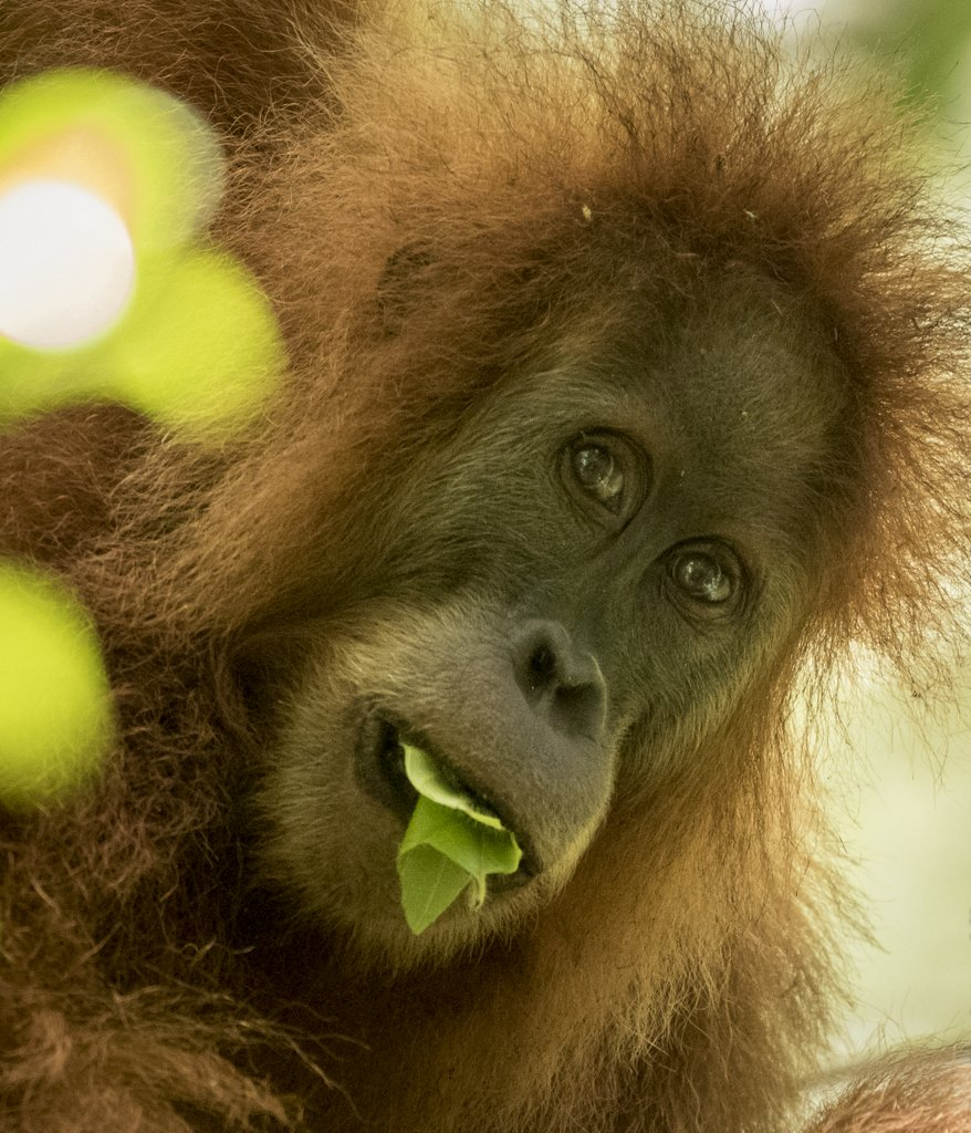 Tapanuli Orangutan Pongo tapanuliensis